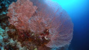 Yavaş çekim Gorgonyalı, deniz altındaki mercanların içinde kırmızı balık okulunun arka planında. Resiflerin renkli, güzel, vahşi dünyasında yüzüyorlar. Yiyecek arayan yerleşimciler. Abyssal rahatlama dalışı.