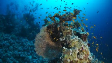 Yavaş çekim Gorgonyalı, deniz altındaki mercanların içinde kırmızı balık okulunun arka planında. Resiflerin renkli, güzel, vahşi dünyasında yüzüyorlar. Yiyecek arayan yerleşimciler. Abyssal rahatlama dalışı.