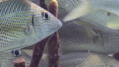 Kapalı çekim güzel su altı video resim okulu balık huysuz balık. Kambur sırt huysuz balık Microlepidotus brevipinnis Orthopristis kristal berrak ve temiz suda brevipinnis.