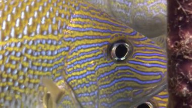 Mavi çizgili huysuz balık Haemulidae 'nin yakın çekim sualtı okulu. Huysuz balık Kambur homurtusu mavi ve sarı çizgili balıktır..