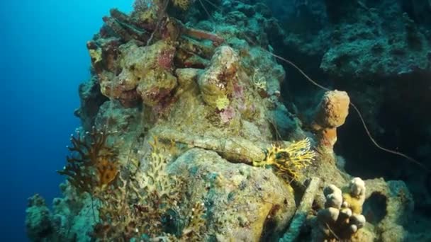 Vídeo Câmera Lenta Belo Recife Coral Macio Peixes Coloridos Água — Vídeo de Stock