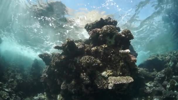 慢动作视频美丽的软珊瑚礁和五彩斑斓的鱼在热带水域与充满活力的色彩 令人惊奇的是 海底世界红海及其居民 生物和潜水者的生命 — 图库视频影像