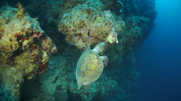 紅海で水中で背景色のカラフルなサンゴの上にスローモーションウミガメ サンゴ礁や藻類の美しい野生生物の世界で泳ぐ 住民は食料を求めている オーシャンでのリラックスダイビング — ストック動画