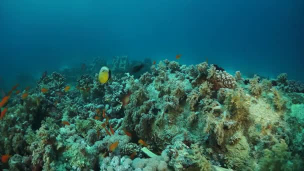 スローモーションビデオ美しい柔らかいサンゴ礁と鮮やかな色を持つ熱帯水のカラフルな魚 驚くべきことに 水中海洋世界紅海とその住民 生き物やダイビングの生活 — ストック動画