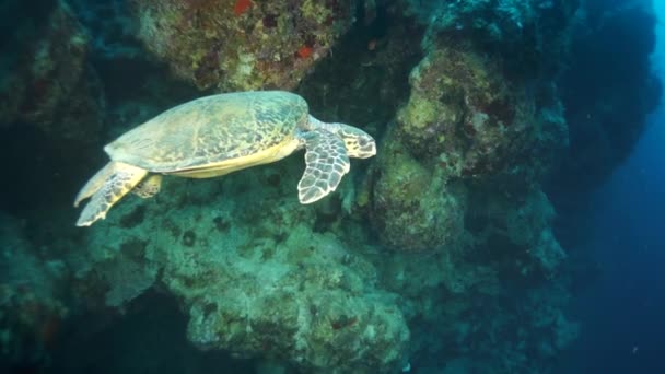 缓慢运动的海龟在红海海底彩色珊瑚的背景上 在美丽的珊瑚礁和藻类的世界里游泳 寻找食物的居民 放松在海洋潜水 — 图库视频影像