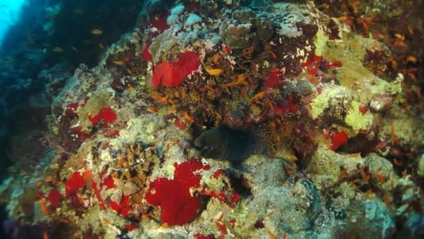 Video Rallentatore Bella Barriera Corallina Morbida Pesci Colorati Acqua Tropicale — Video Stock