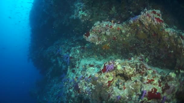 スローモーションビデオ美しい柔らかいサンゴ礁と鮮やかな色を持つ熱帯水のカラフルな魚 驚くべきことに 水中海洋世界紅海とその住民 生き物やダイビングの生活 — ストック動画
