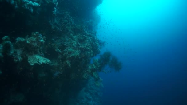Yavaş Çekim Video Güzel Yumuşak Mercan Resifi Canlı Renklerde Tropikal — Stok video