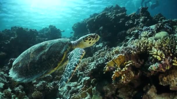 Tartaruga Marinha Câmera Lenta Fundo Corais Coloridos Debaixo Água Mar — Vídeo de Stock