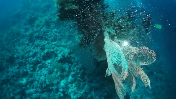 Vídeo Cámara Lenta Hermoso Arrecife Coral Suave Peces Coloridos Agua — Vídeo de stock