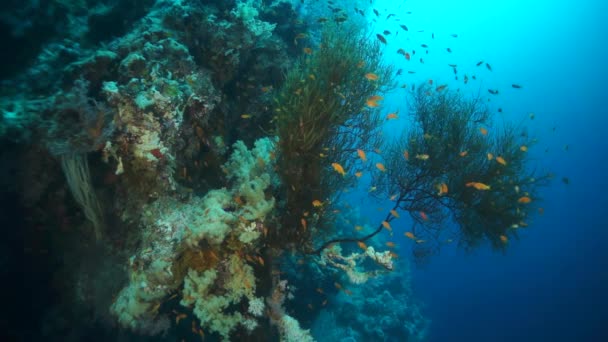 Vídeo Cámara Lenta Hermoso Arrecife Coral Suave Peces Coloridos Agua — Vídeos de Stock