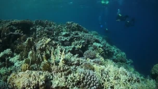 Zpomalení Videa Krásné Měkké Korálové Útesy Barevné Ryby Tropické Vodě — Stock video