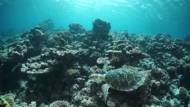 Slow Motion Havet Sköldpadda Bakgrund Färgglada Koraller Vatten Röda Havet — Stockvideo