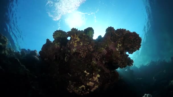 Αργή Κίνηση Βίντεο Όμορφο Μαλακό Κοραλλιογενή Ύφαλο Και Πολύχρωμα Ψάρια — Αρχείο Βίντεο