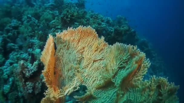 Медленное Движение Видео Красивые Мягкие Коралловые Рифы Красочные Рыбы Тропической — стоковое видео