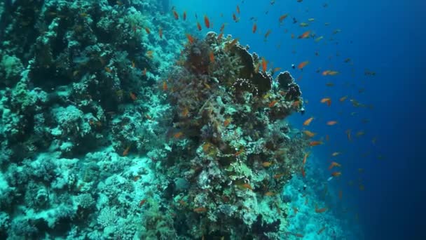 Slow Motion Video Prachtig Zacht Koraalrif Kleurrijke Vissen Tropisch Water — Stockvideo