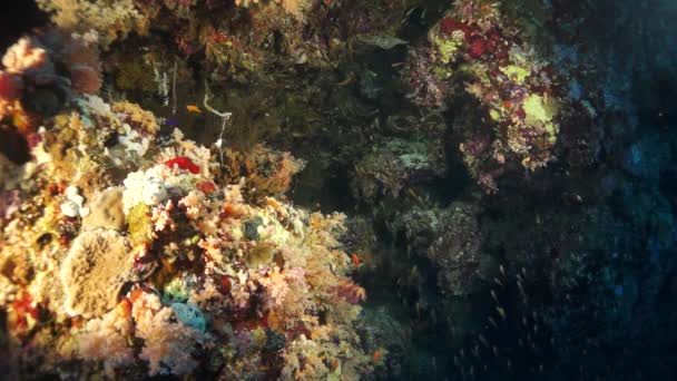 Slow Motion Staghorn Koraller Sandig Botten Revet Fantastiska Vackra Undervattensvärlden — Stockvideo