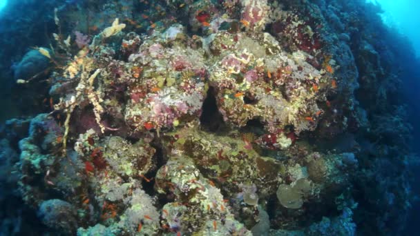 Corales Estancos Cámara Lenta Sobre Fondo Arenoso Arrecife Increíble Hermoso — Vídeos de Stock