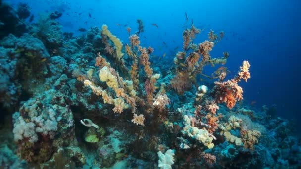 Kızıl Deniz Deki Sert Tropikal Mercan Resiflerinin Birleşiminin Küçük Renkli — Stok video