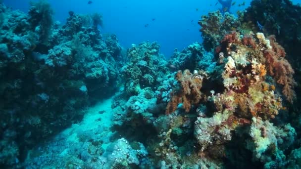 Rallentatore Colpo Subacqueo Squadra Dura Barriera Corallina Tropicale Nel Mar — Video Stock