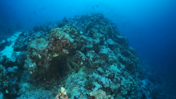 Filmagem Subaquática Câmera Lenta Corais Tropicais Duros Topo Mar Vermelho — Vídeo de Stock