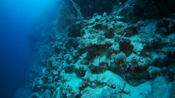 Captura Submarina Cámara Lenta Parte Superior Del Arrecife Coral Tropical — Vídeo de stock