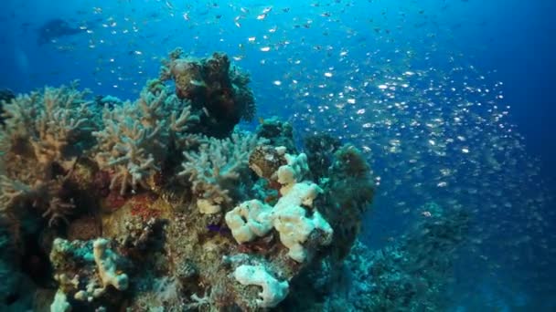 海で水中サンゴの赤い魚の学校の背景にスローモーションゴルゴニアン サンゴ礁のカラフルな美しい野生生物の世界で泳ぐ 住民は食料を求めている アビサルリラックスダイビング — ストック動画