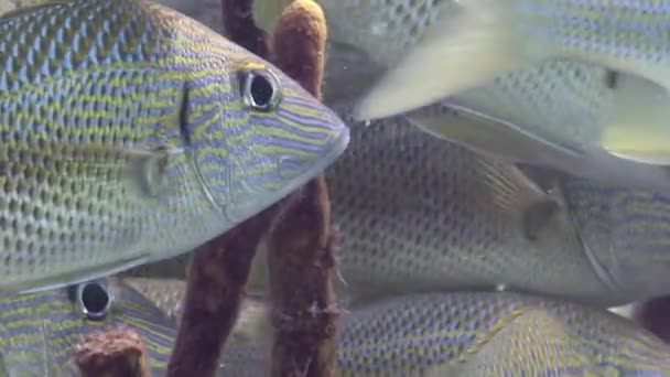 Close Bela Única Escola Imagem Vídeo Subaquático Peixe Rabugento Peixe — Vídeo de Stock