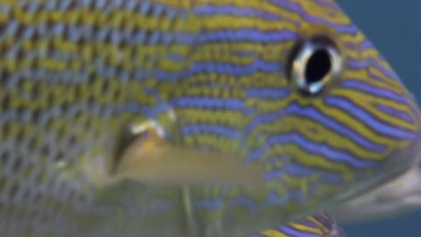 Närbild Fisk Humpback Grunt Microlepidotus Brevipinnis Undervattensmiljö Trots Sin Popularitet — Stockvideo