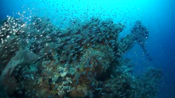 Wolny Ruch Gorgonian Tle Szkoły Czerwonych Ryb Koralach Podwodnych Morzu — Wideo stockowe