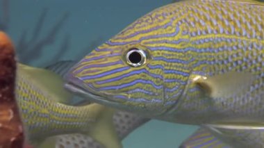 Yakın çekim sualtı balık okulu Microlepidotus brevipinnis mavi çizgili. Haemulidae grumpy balık homurtu bedeni gümüş-gri renkli ve koyu şeritleri dikey kenarlarda çalışan.