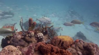 Okyanusun sualtı mercan resifi üzerinde Microlepidotus brevipinnis balık sürüsü. Çizgili balıklar Microlepidotus brevipinnis Kambur piyadeleri balık sürüsüdür..