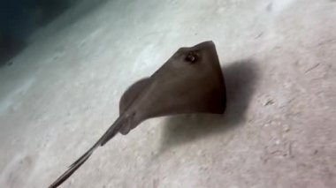 Stingray, Karayip Denizi 'nin kumlu tabanında süzülüyor. İğne vatozları, mercan resiflerinin sualtı yaşamındaki zarafet ve akışkan hareketleriyle bizi şaşırtır..