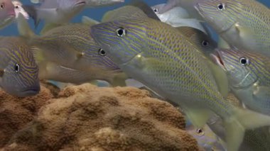Benzersiz sualtı video okulu balık kamburu homurtusu. Microlepidotus brevipinnis Orthopristis brevipinnis kristal şeffaf su içinde okyanus tabanında.
