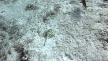 Karayipler 'in sualtı yaşamında küçük benekli vatoz. Su altındaki mercan resiflerindeki vatozların güzelliği ve zarafeti görülmeye değerdir..