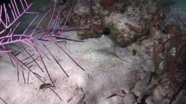 Beyaz vatoz, kumlu dipte, suyun altında yakın plan. Çok nadir bulunan albino elektrikli iğne vatozu neredeyse tamamen beyazdır..