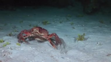 Yakın plan kırmızı yengeç, Karayip Denizi 'nin muhteşem deniz tabanında yiyecek arıyor. Sevimli yengeç, Karayip Denizi 'nin muhteşem deniz tabanında yiyecek arıyor..