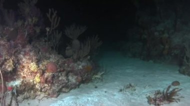 Mercanların yanındaki kumlu zeminde ıstakoz. Mercan resifleri deniz ekosisteminin önemli bir parçasıdır. Mercanlar sayısız deniz canlısına besin kaynağı sağlarlar..