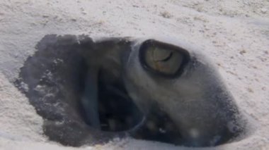 İğne vatozun yüzü, muhteşem röntgencileriyle kumdan çıkar. Sevimli vatoz kendini Karayip Denizi tabanındaki su altı kumlarına gömdü..