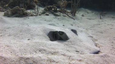 Şirin vatoz, Karayip Denizi 'nin dibindeki su altı kumlarına gömülmüş. Stingriler Karayip Denizi ekosisteminin önemli ve ilgi çekici bir parçasıdır..