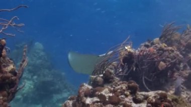 Stingray Dasyatis Americana Karayip Denizi 'ndeki sualtı mercan resifi üzerinde. İğne vatozları, elmas şekilli ve kırbaç gibi uzun kuyrukları olan düz balık türüdür..