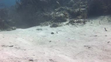 Stingray 'in gözleri suyun dibindeki kumun altından dışarı bakıyor. İğne grisi kendini kamufle eder ve Karayip Denizi 'nde suyun altında kumun altında saklanır..