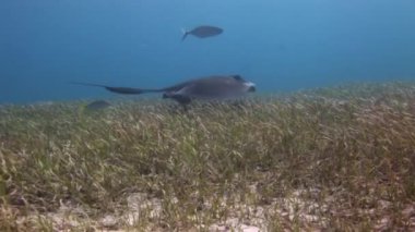 Stingray Dasyatis Americana Karayip Denizi 'nin sualtı zemininde. Kuyruklarının dibine yerleştirilmiş uzun ve zehirli iğneleri var. Tehdit edildiklerini hissettiklerinde kendilerini savunmak için kullanabiliyorlar..