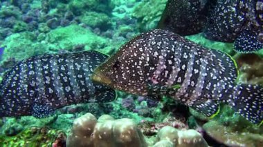 Yavaş çekim balık sürüsü (Ocyurus chrysurus), Cocos Keeling Adaları Kosta Rika 'da sualtı deniz altı yaşamı, Pasifik Okyanusu' nda dalış ve şnorkelle yüzme..