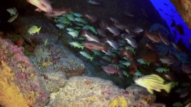 Yavaş çekim balık sürüsü (Ocyurus chrysurus), Cocos Keeling Adaları Kosta Rika 'da sualtı deniz altı yaşamı, Pasifik Okyanusu' nda dalış ve şnorkelle yüzme..