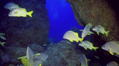 Cocos Keeling Adaları Kosta Rika Scuba dalgıçlığı ve sualtı Pasifik Okyanusu 'nda şnorkelle yüzerken (Ocyurus chrysurus), okul sarı kuyruklu balık (Ocyurus chrysurus), su altı deniz altı yaşamı yavaş çekim.
