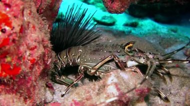 Sualtı okyanus tabanında kristal berrak suda yakın plan ıstakoz. Istakozlar büyük, yassı kabuklulardır. Kızılötesi tarikata aittirler. Uzun gövdeleri ve büyük pençeleri vardır..