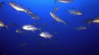 Cocos Keeling Adaları Kosta Rika Scuba dalgıçlığı ve sualtı Pasifik Okyanusu 'nda şnorkelle yüzerken (Ocyurus chrysurus), okul sarı kuyruklu balık (Ocyurus chrysurus), su altı deniz altı yaşamı yavaş çekim.