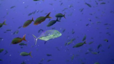 Cocos Keeling Adaları Kosta Rika Scuba dalgıçlığı ve sualtı Pasifik Okyanusu 'nda şnorkelle yüzerken (Ocyurus chrysurus), okul sarı kuyruklu balık (Ocyurus chrysurus), su altı deniz altı yaşamı yavaş çekim.