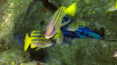 Cocos Keeling Adaları Kosta Rika Scuba dalgıçlığı ve sualtı Pasifik Okyanusu 'nda şnorkelle yüzerken (Ocyurus chrysurus), okul sarı kuyruklu balık (Ocyurus chrysurus), su altı deniz altı yaşamı yavaş çekim.
